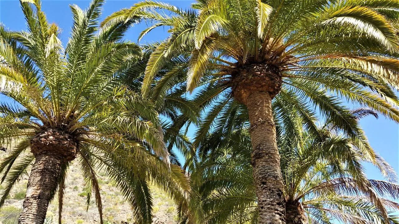 Finca Las Olivas - Unique Country House With Heated Pool Maspalomas  Spain